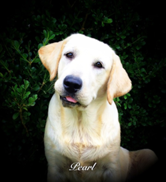 English Block Head Labrador Retreiver Pearl Hope Springs English Labrador