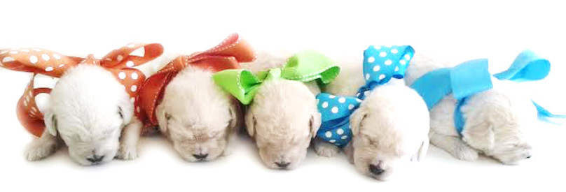 Teddybear Labradoodle Puppies Hope Springs Doodles TeddyBear Labradoodle