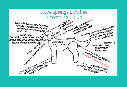 Grooming Guide Hope Springs Doodles Grooming Guide