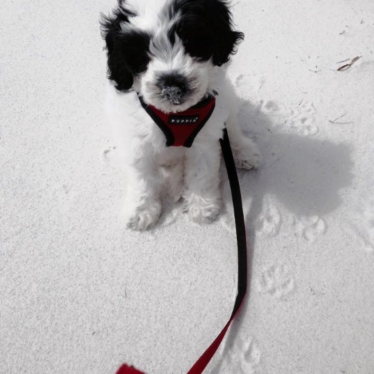 Hope Springs Doodles TeddyBear Goildendoodle