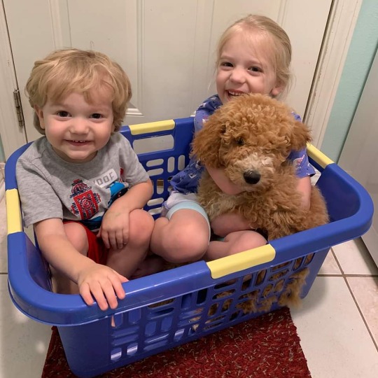 Hope Springs Doodles TeddyBear Labradoodle