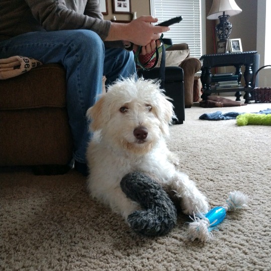 Hope Springs Doodles TeddyBear Labradoodle