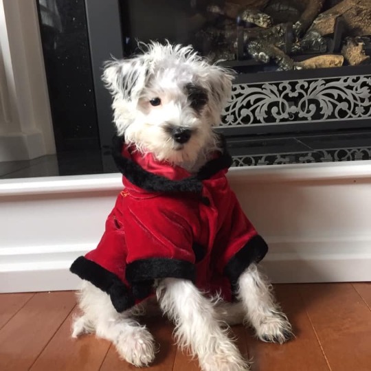 Hope Springs Teddybear Schnoodle