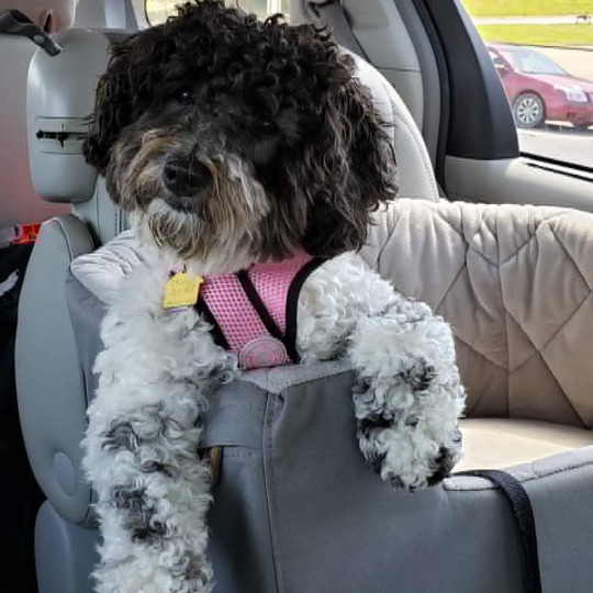 Hope Springs Teddybear Schnoodle