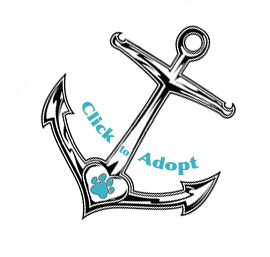Adopt a Hope Springs Doodle Puppy