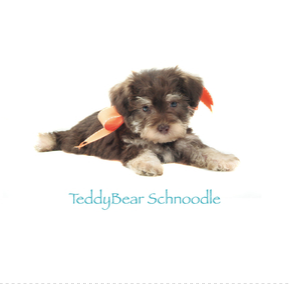 smeraglia's teddy bear schnoodles