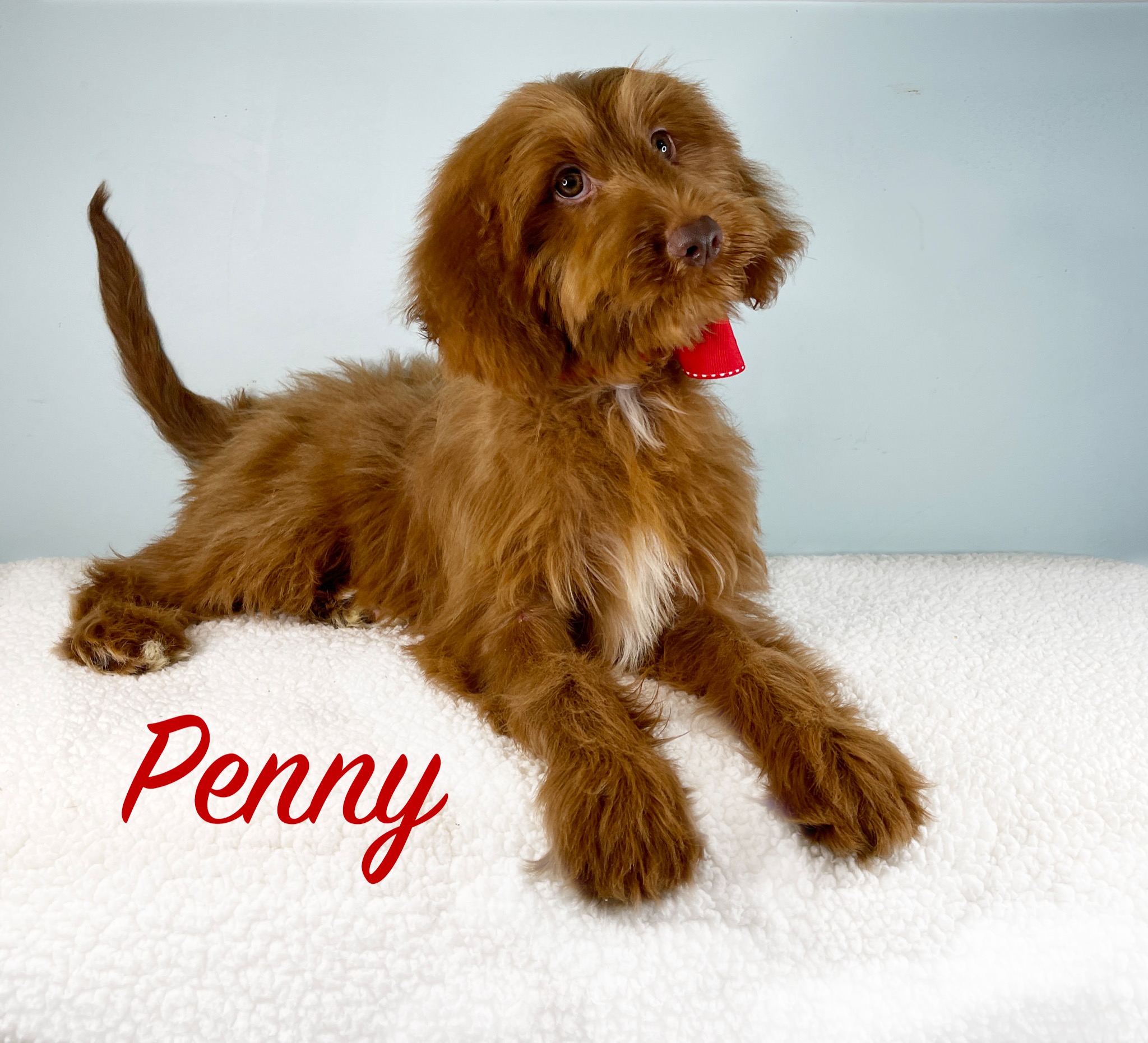 Penny - an adult Goldendoodle 